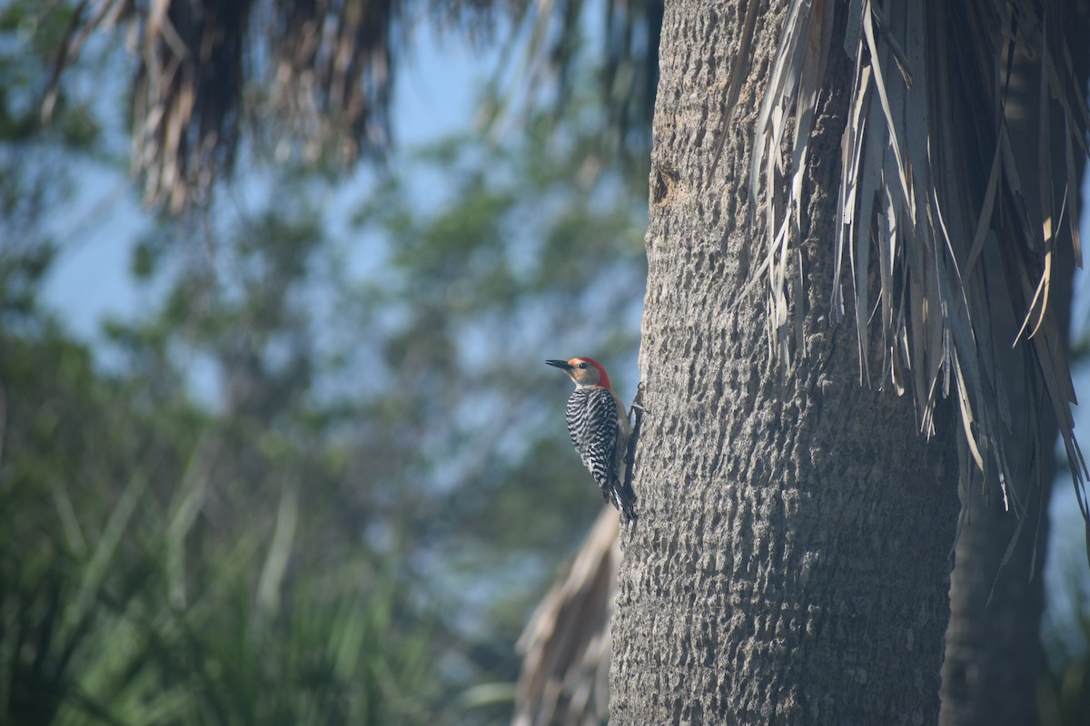 Red-bellied Woodpecker - David Yake