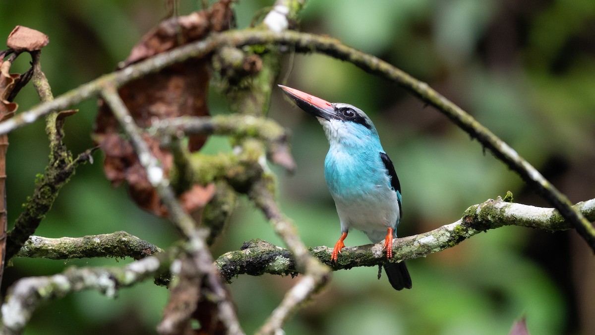 Blue-breasted Kingfisher - ML591707951