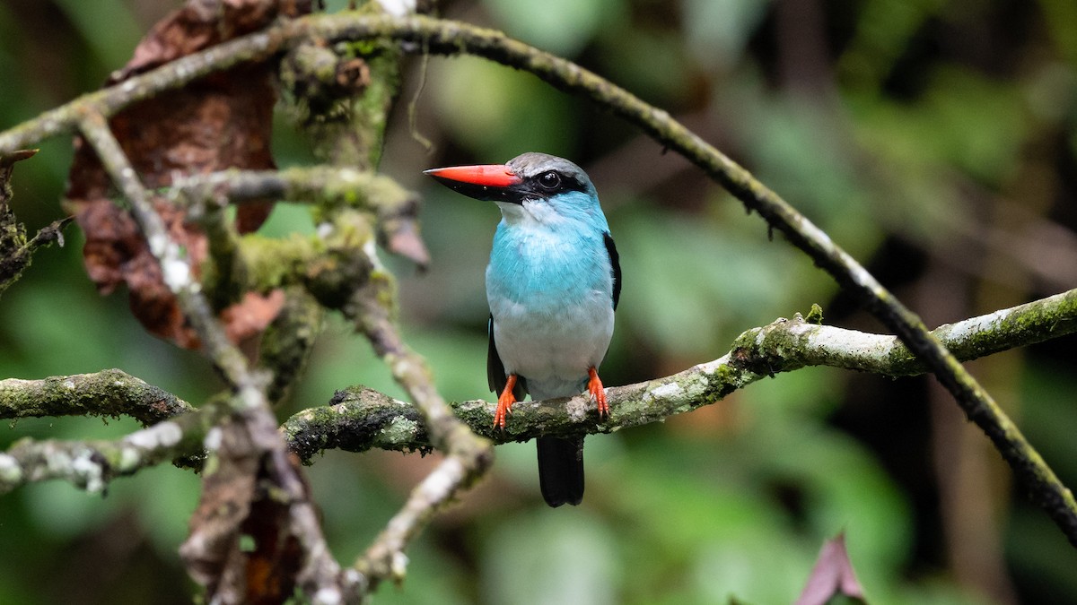 Blue-breasted Kingfisher - ML591708021