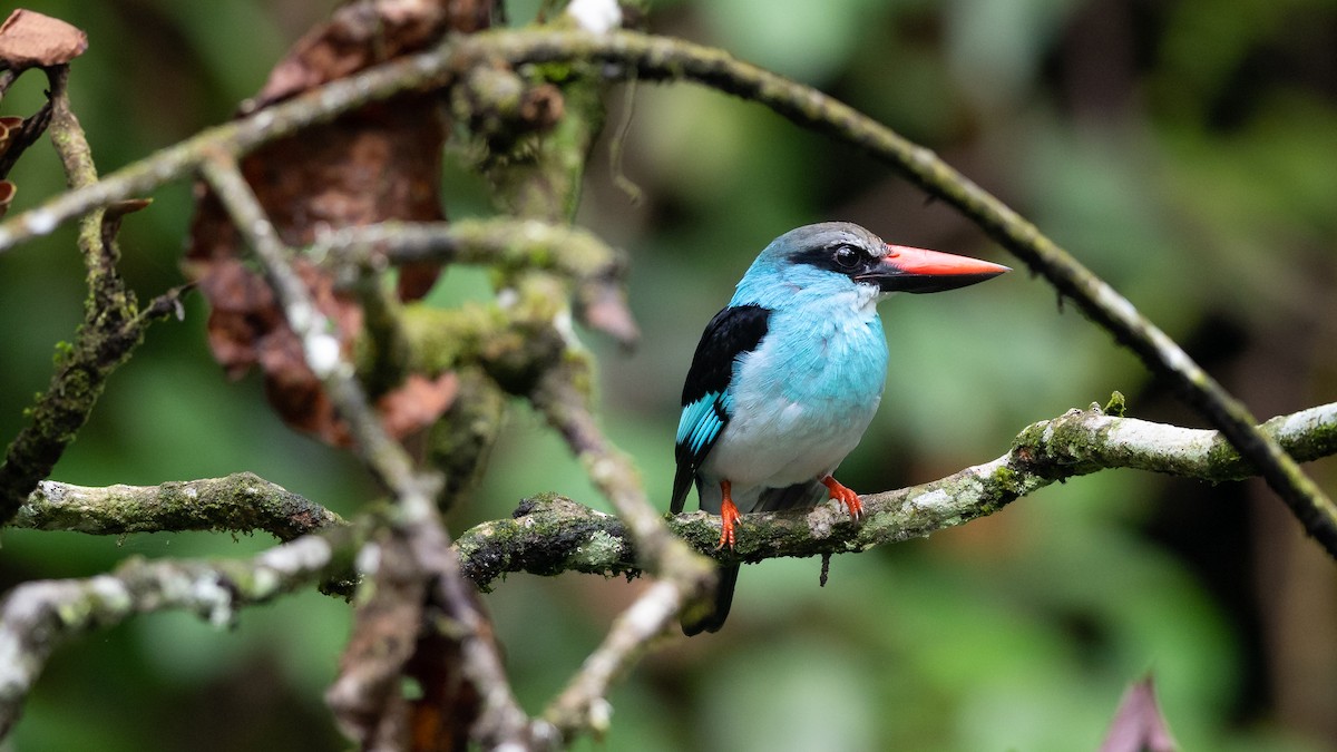 Blue-breasted Kingfisher - ML591708031