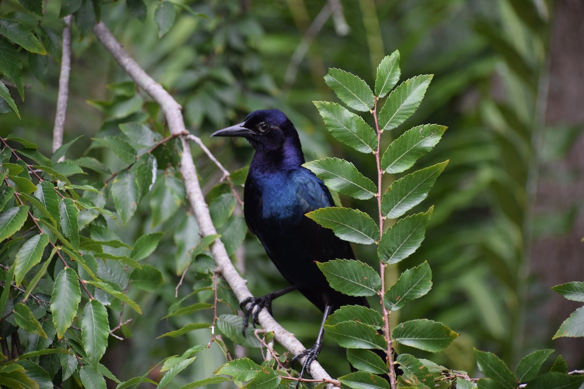 Boat-tailed Grackle - ML591708061