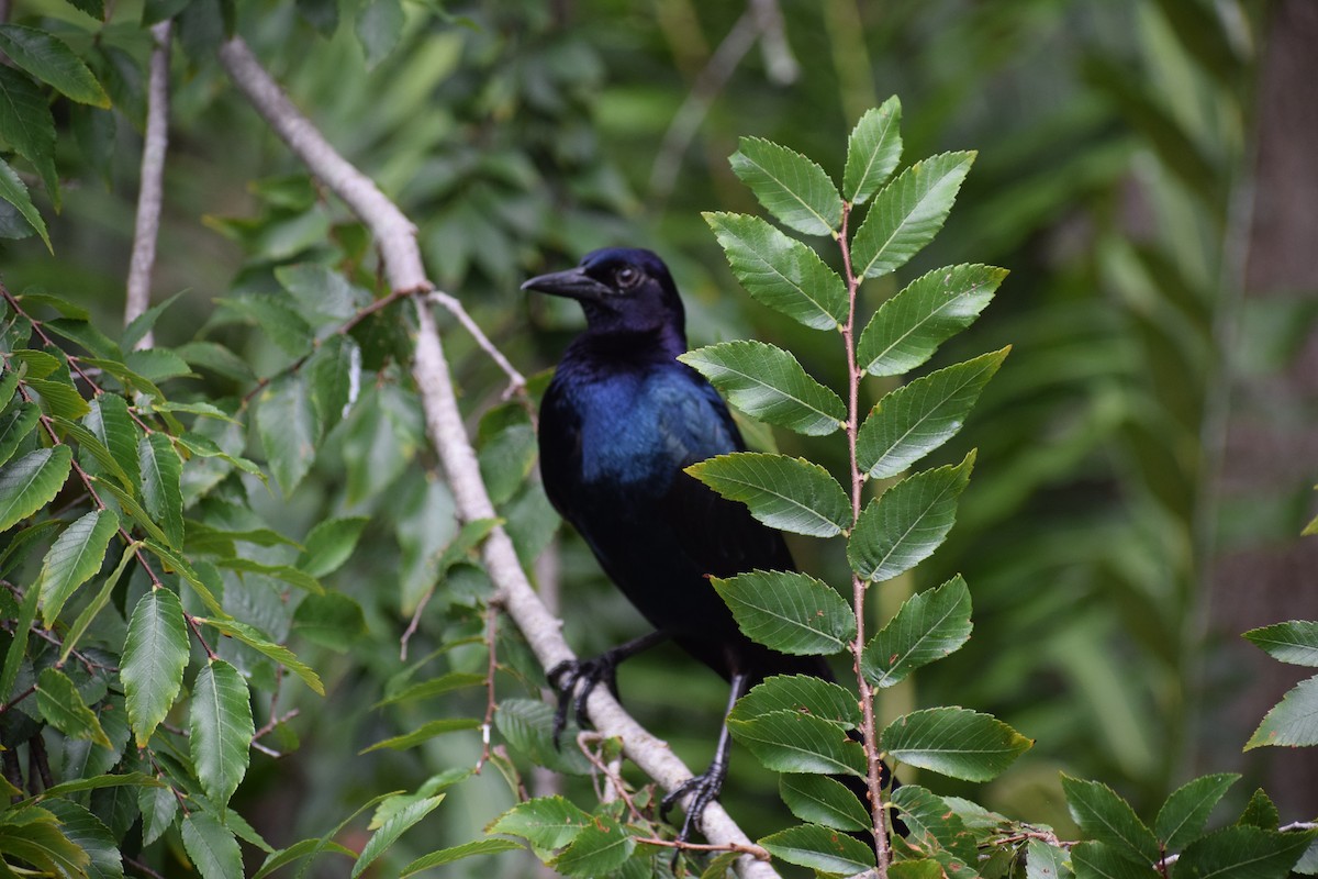 Boat-tailed Grackle - ML591708071