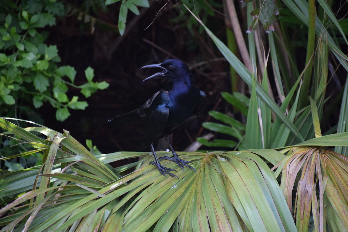 Boat-tailed Grackle - ML591708141