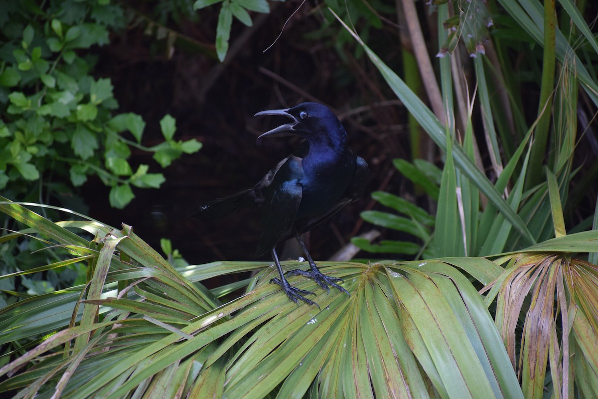 Boat-tailed Grackle - ML591708151