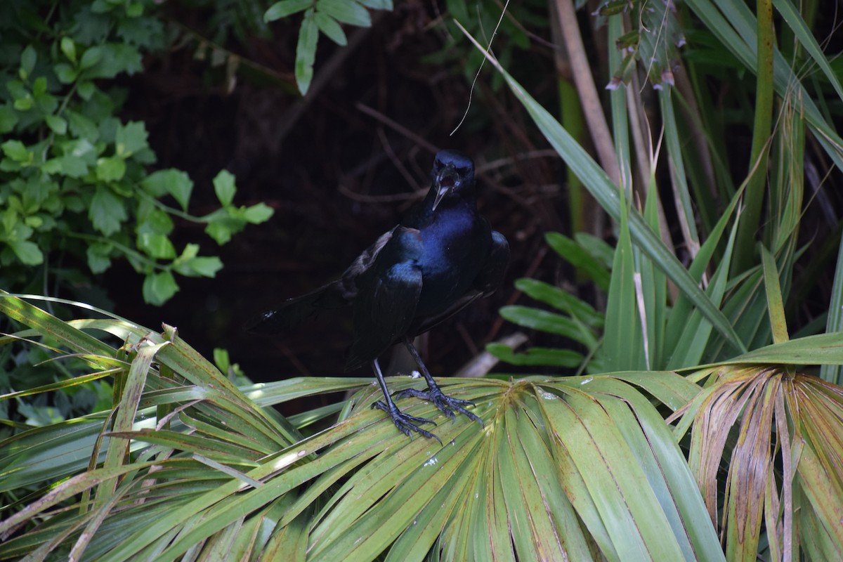 Boat-tailed Grackle - ML591708161