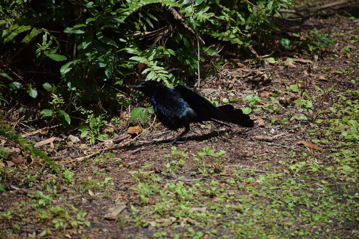 Boat-tailed Grackle - ML591708171