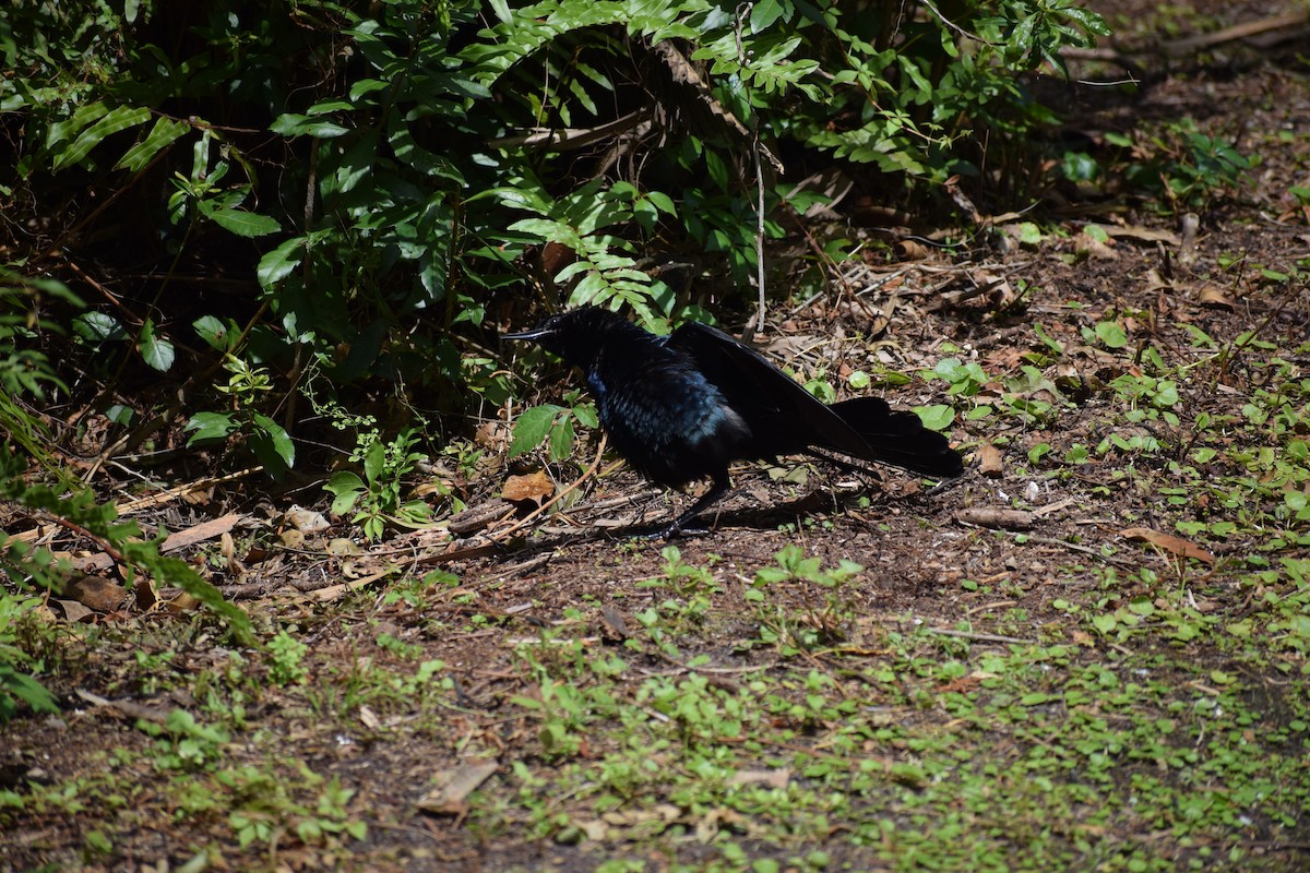 Boat-tailed Grackle - ML591708181