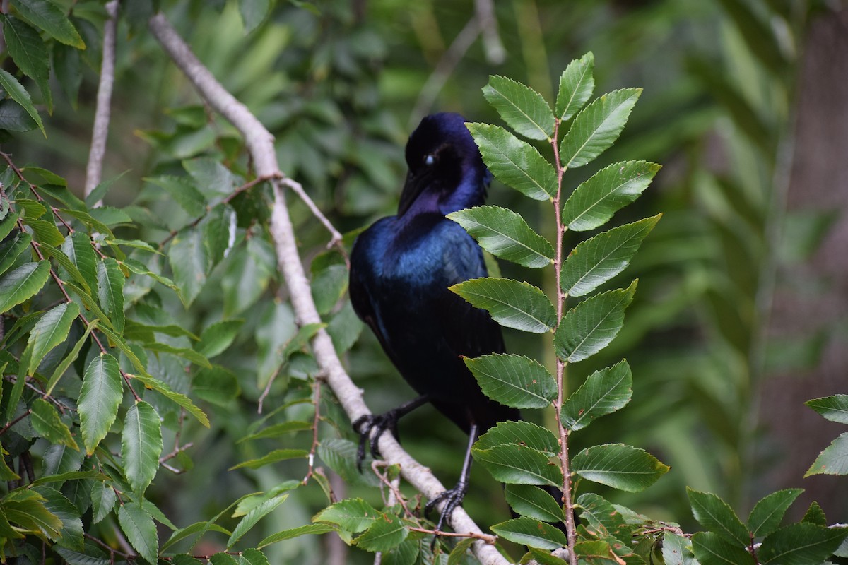 Boat-tailed Grackle - ML591708191
