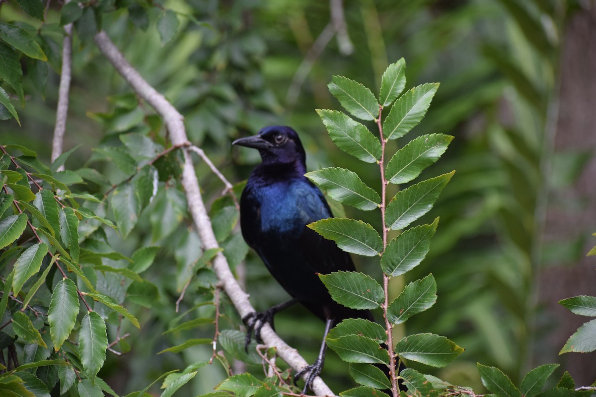 Boat-tailed Grackle - ML591708201