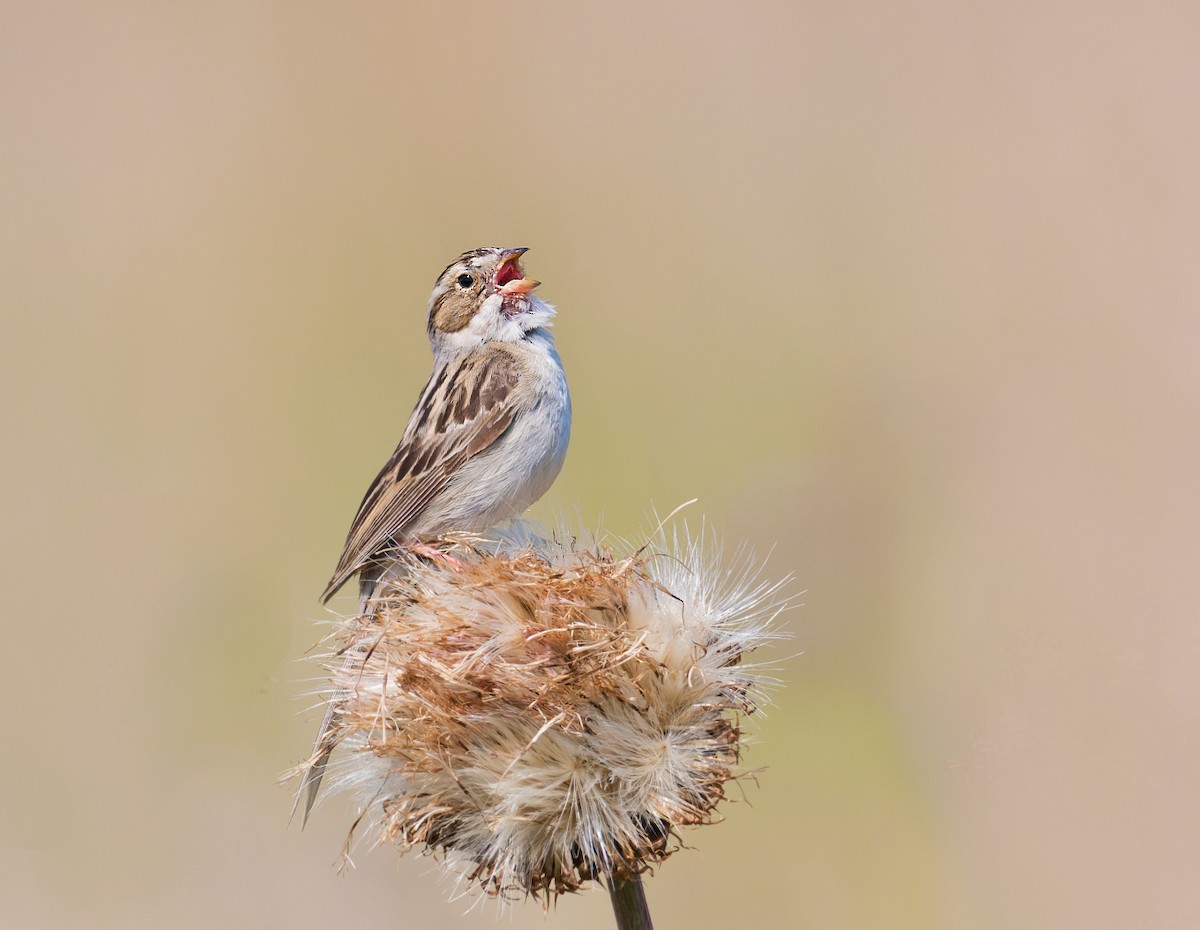 Clay-colored Sparrow - ML591709611