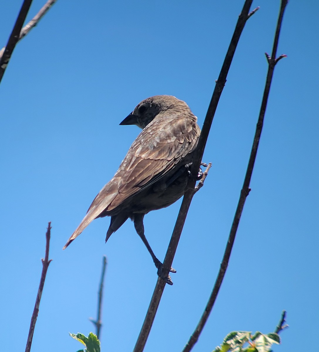 Brown-headed Cowbird - ML591711241