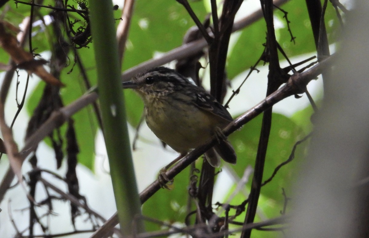 Yellow-breasted Warbling-Antbird - ML591711651