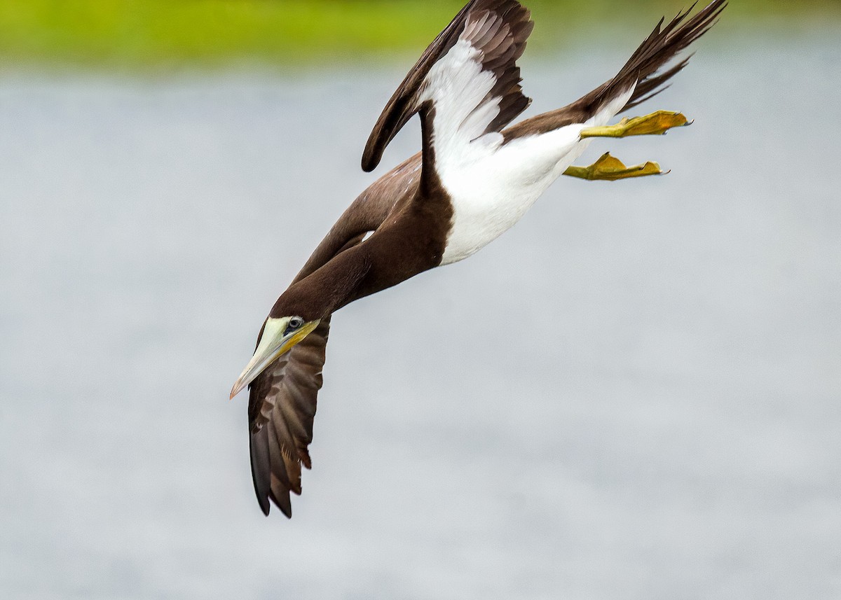 Brown Booby - ML591711711