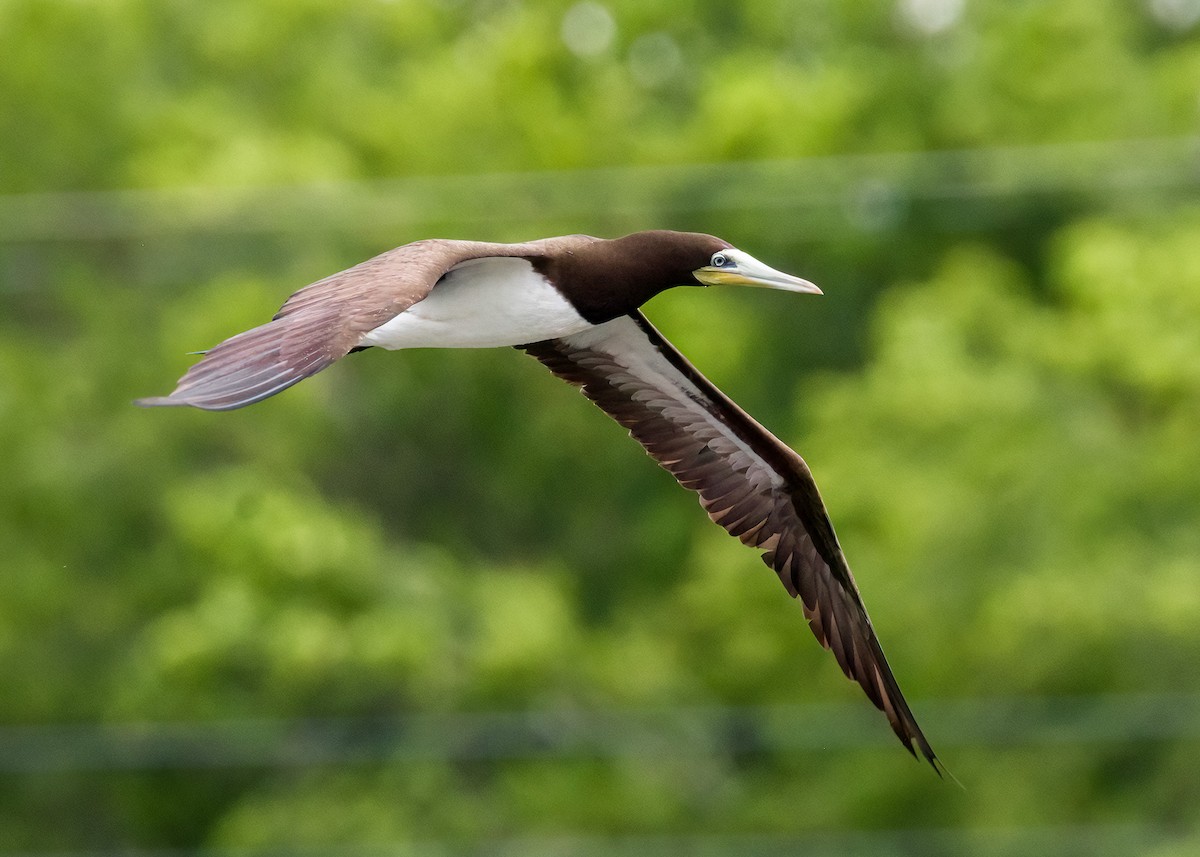 Brown Booby - ML591711841
