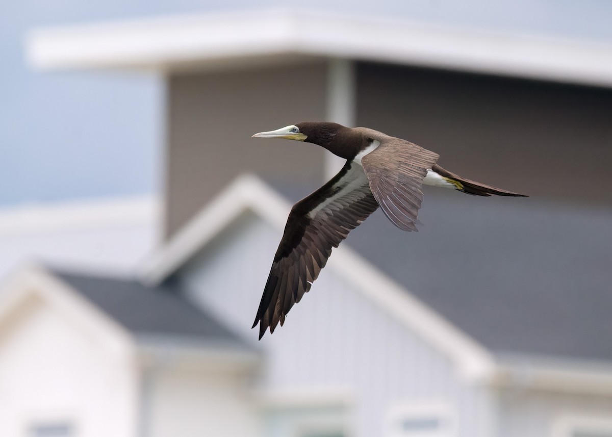 Brown Booby - ML591711951