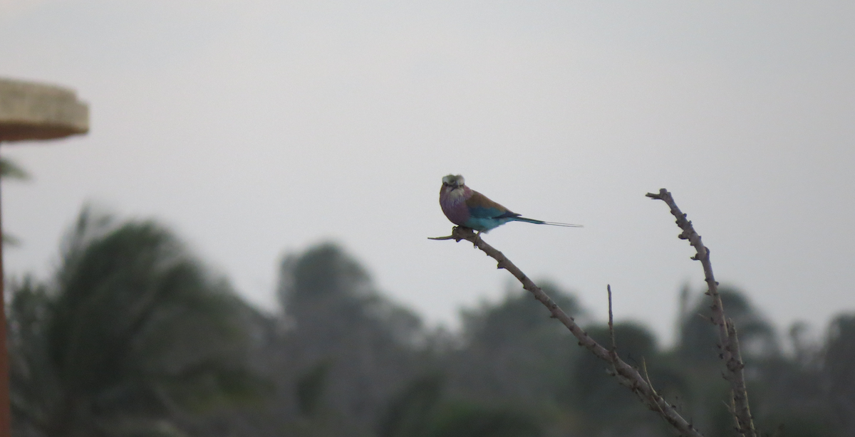 Lilac-breasted Roller - ML591714111