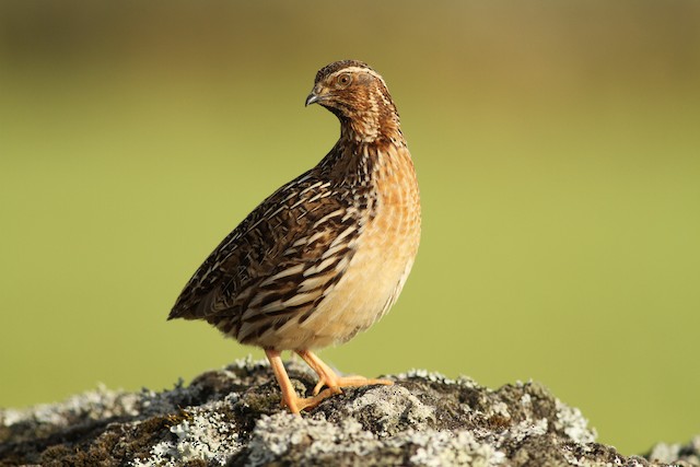 Common Quail - eBird