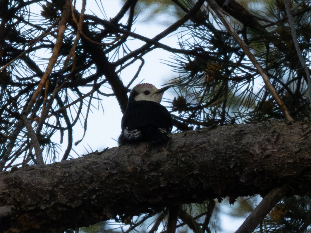 White-headed Woodpecker - ML591716311