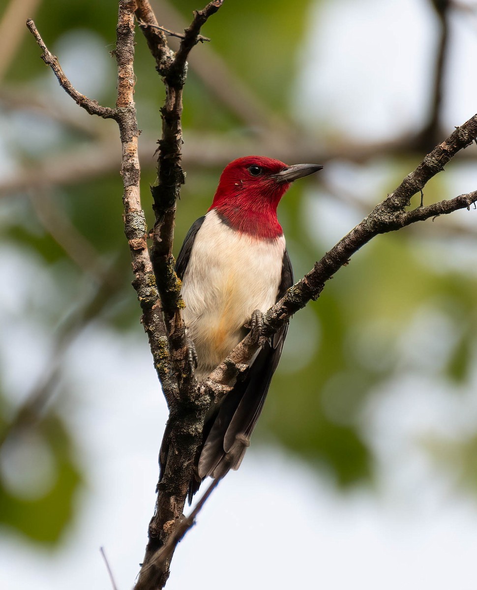 Red-headed Woodpecker - ML591717041