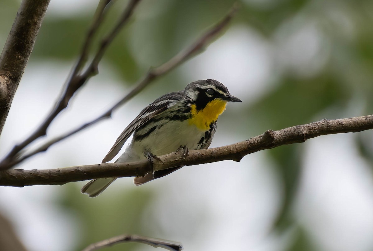 Yellow-throated Warbler - ML591717271
