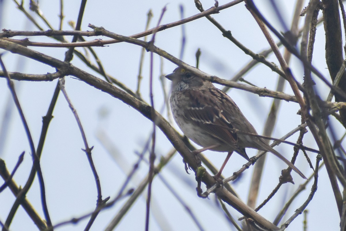 White-throated Sparrow - ML591718911