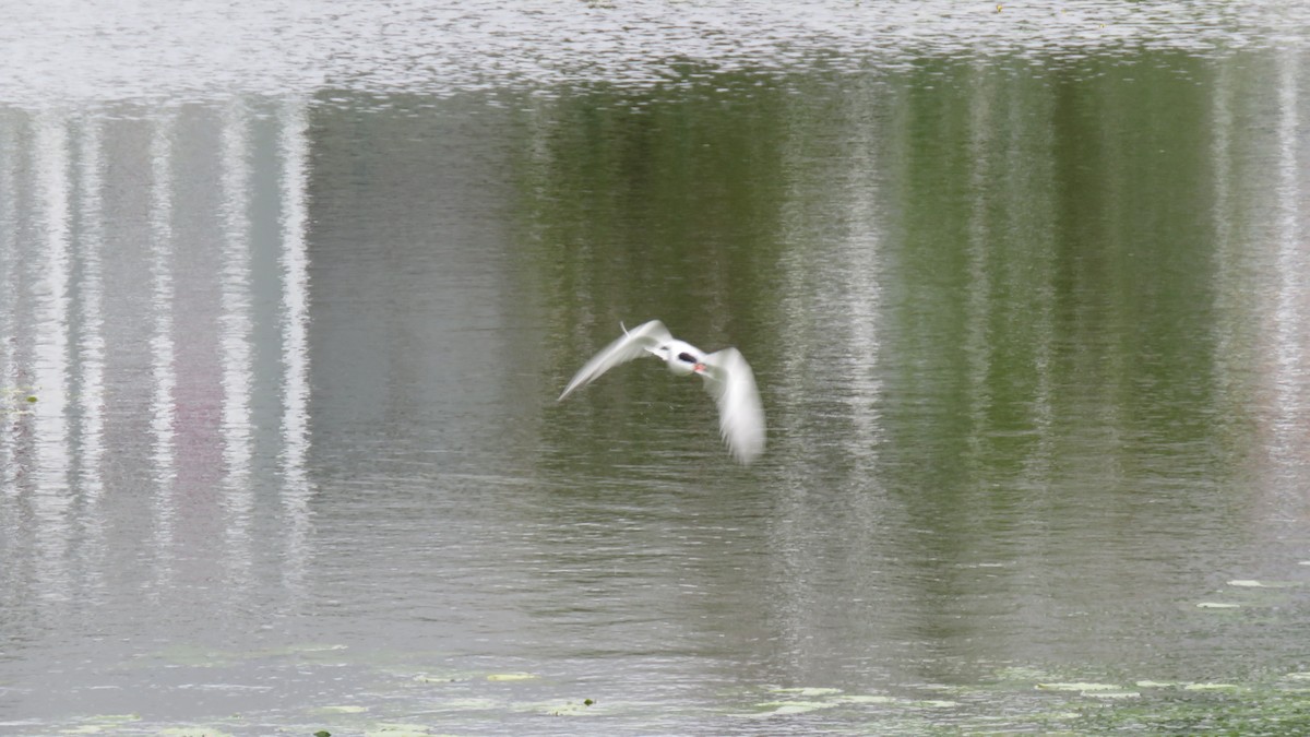 Common Tern - ML591724191