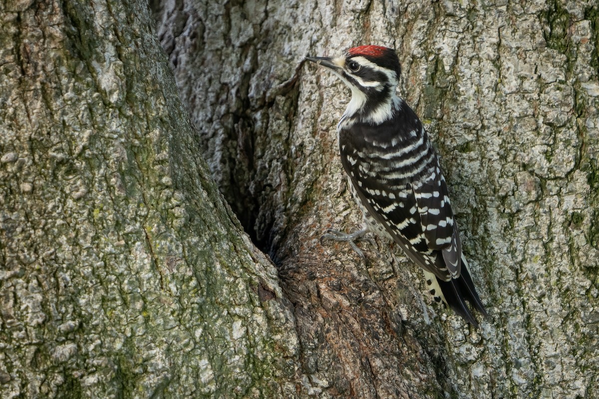 Nuttall's Woodpecker - ML591725901
