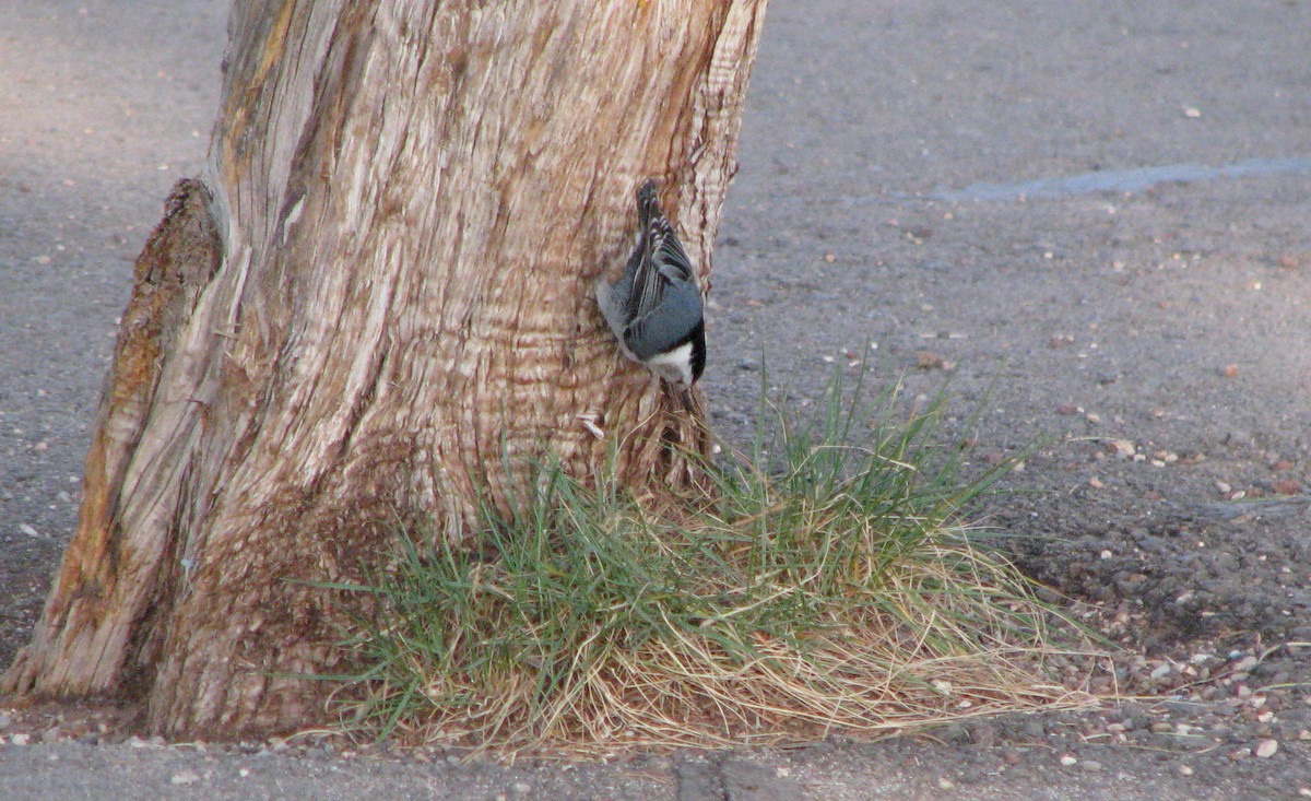 White-breasted Nuthatch - ML591730061