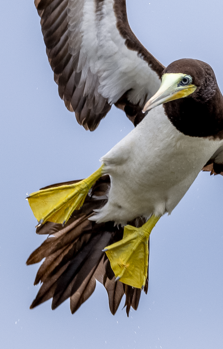 Brown Booby - ML591730381