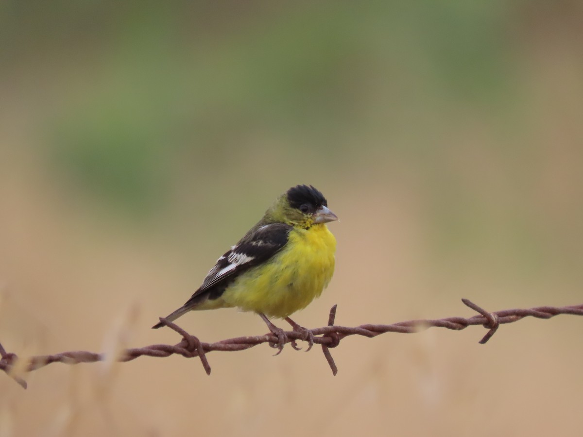 Lesser Goldfinch - Becky Turley