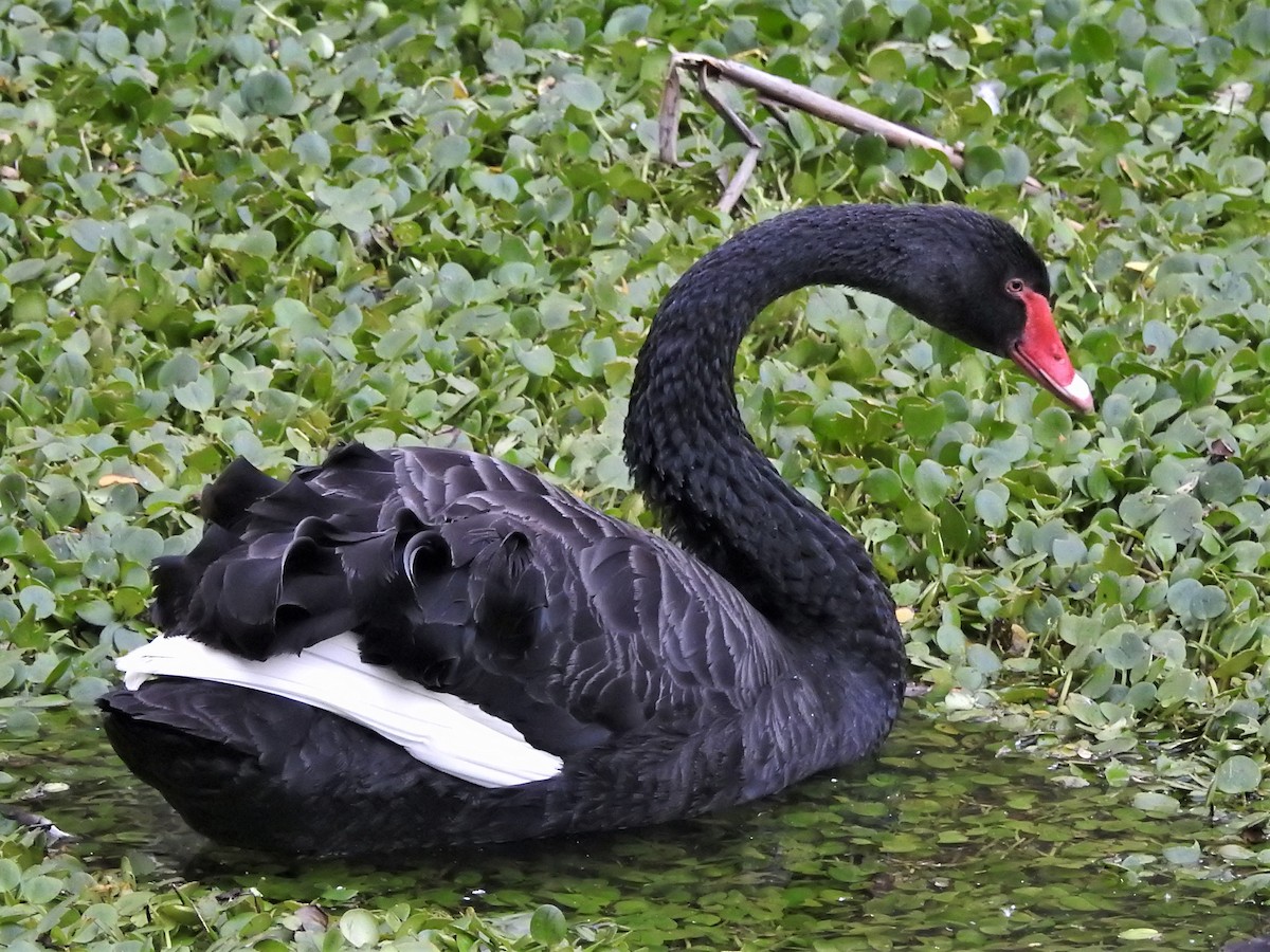Black Swan - ML591732501