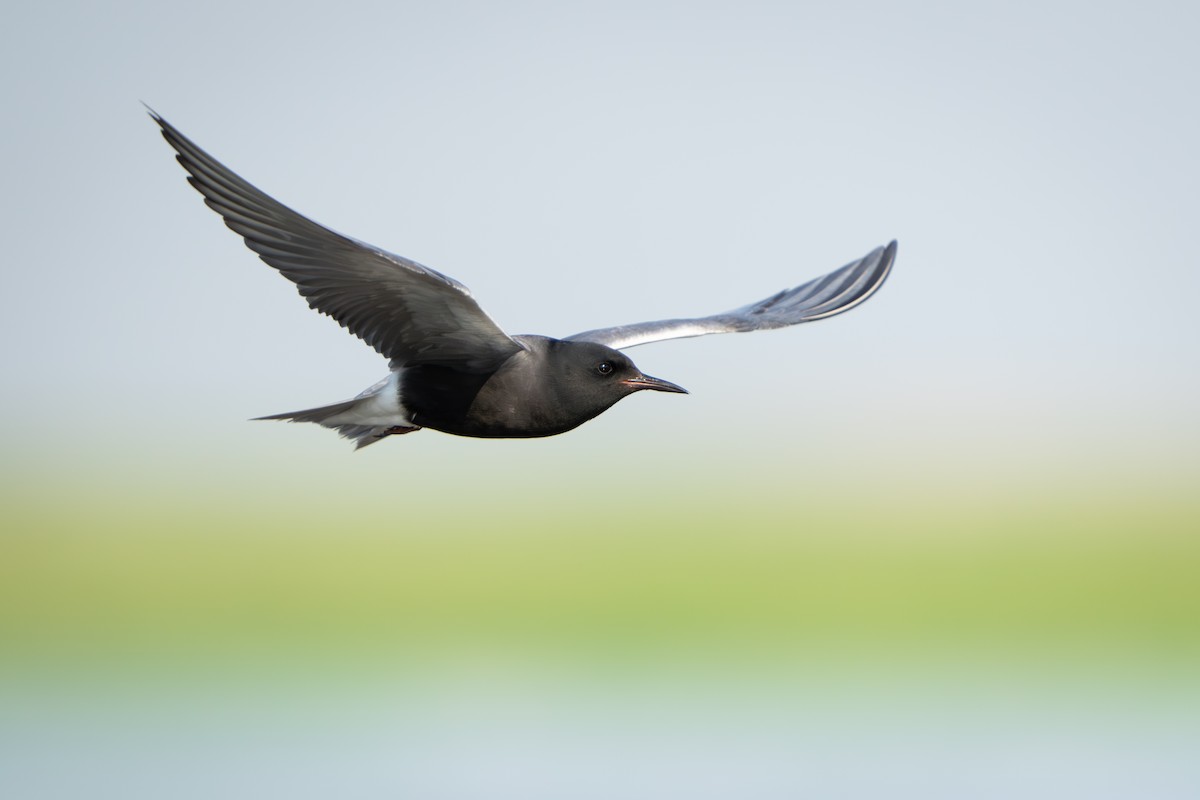 Black Tern - ML591735361