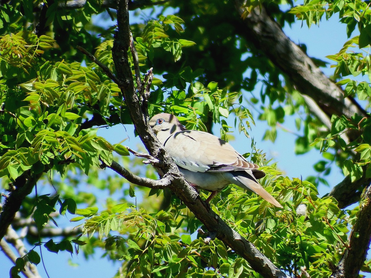 White-winged Dove - ML59173561