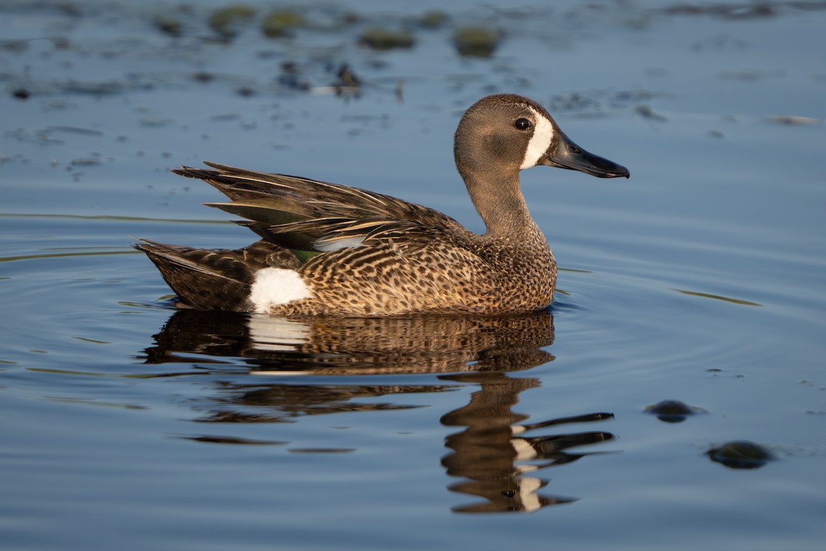 Blue-winged Teal - ML591736361