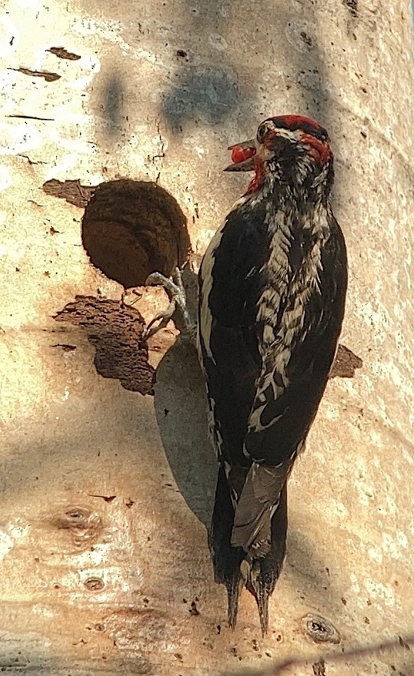 Red-naped x Red-breasted Sapsucker (hybrid) - Dennis Leonard