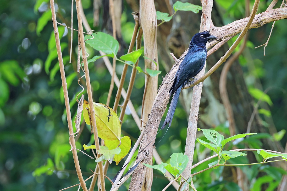 Greater Racket-tailed Drongo - Nathan Wall