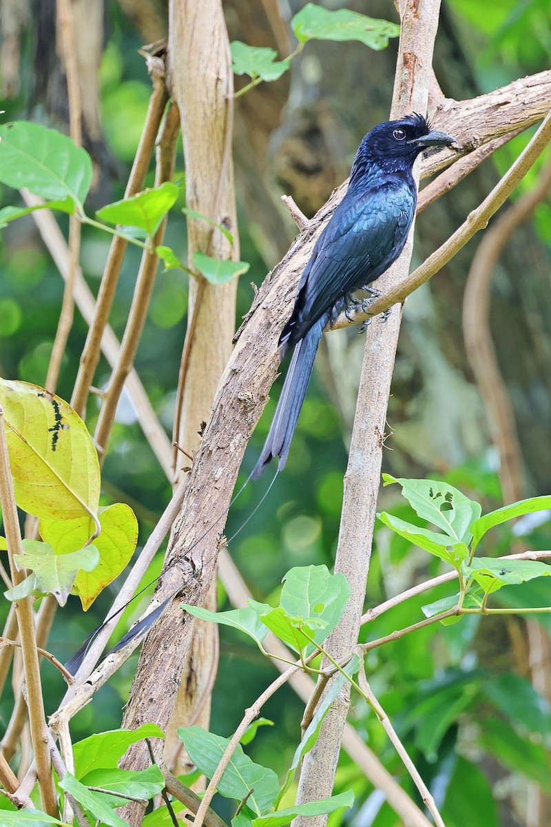 Greater Racket-tailed Drongo - ML591741681