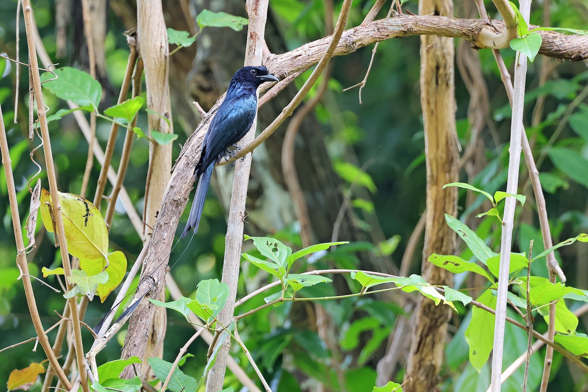 Greater Racket-tailed Drongo - Nathan Wall