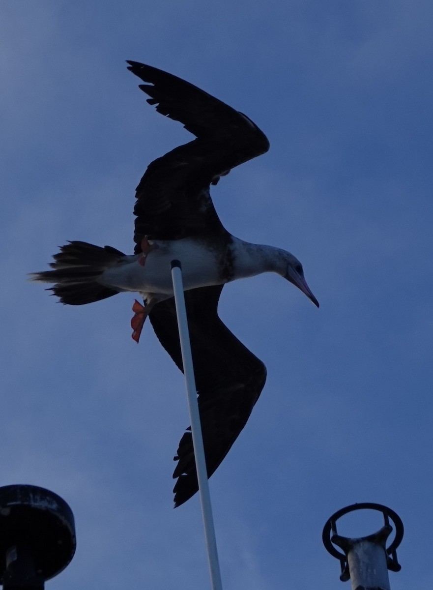 Red-footed Booby (Indopacific) - ML591745171