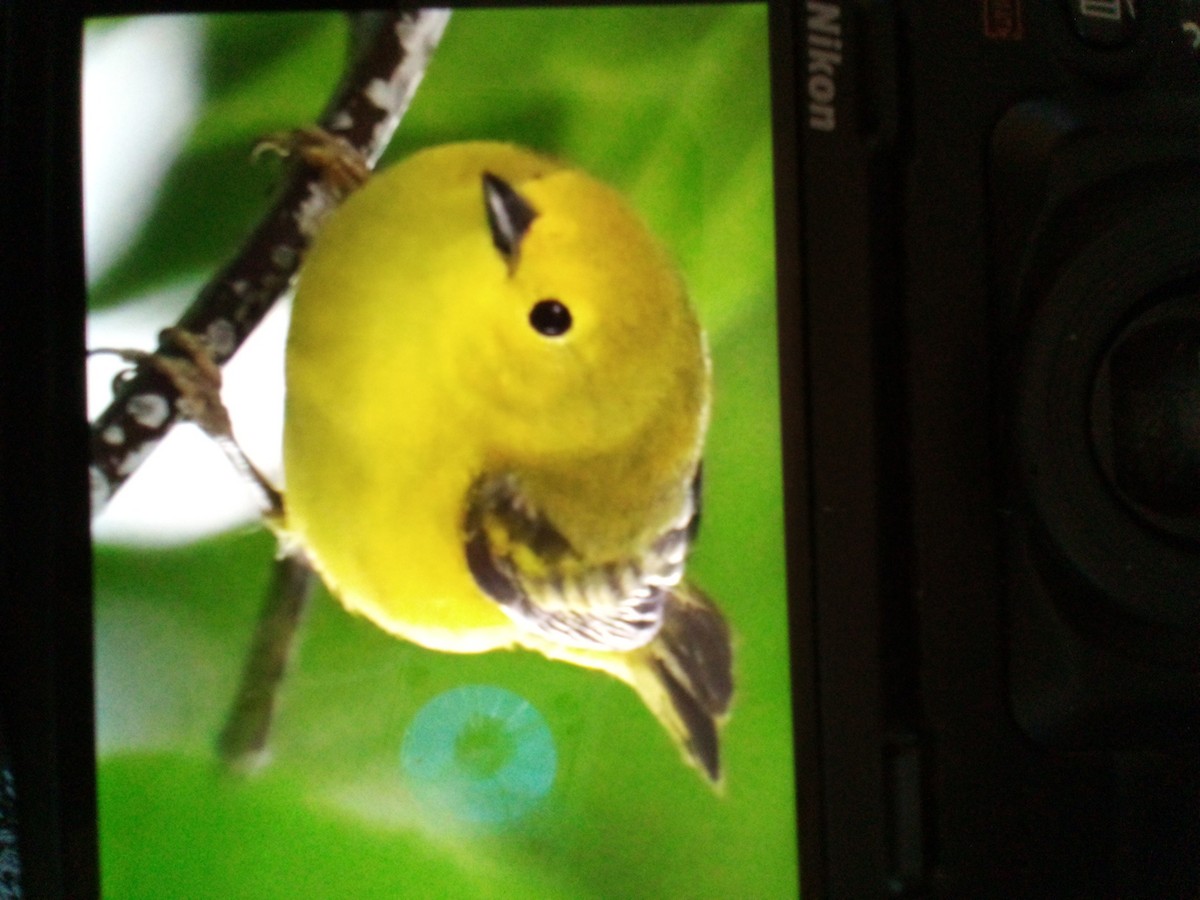 Yellow Warbler (Northern) - ML591745621