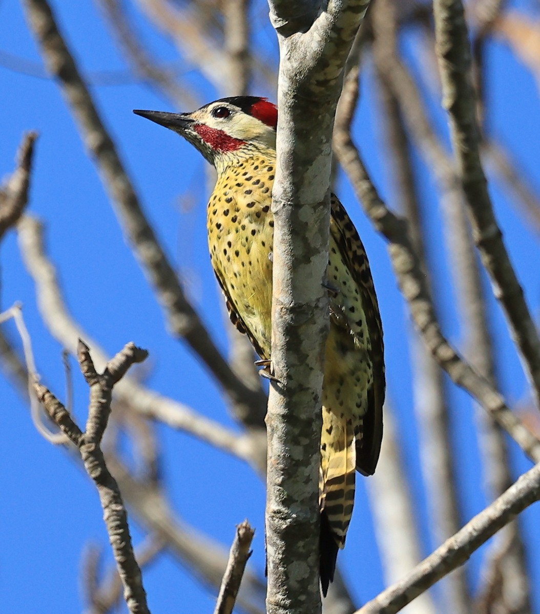 Green-barred Woodpecker - ML591747751