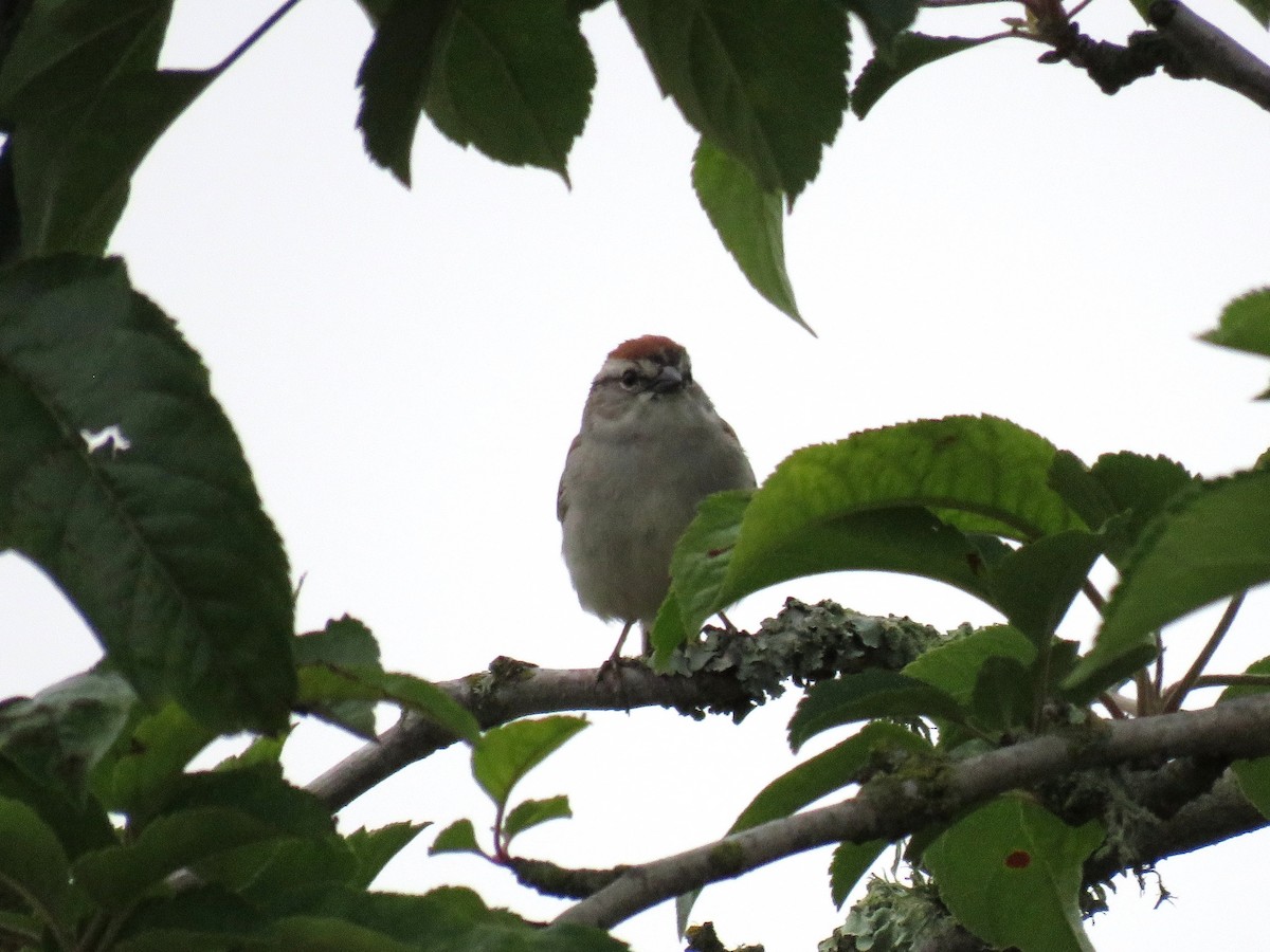 Chipping Sparrow - ML59174791