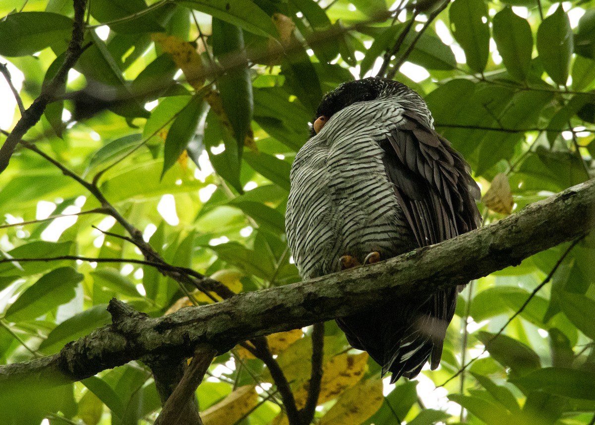 Black-and-white Owl - Garima Bhatia