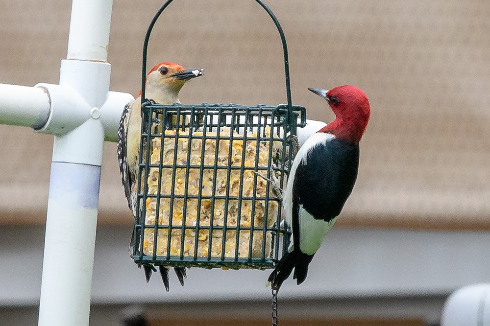 Red-headed Woodpecker - Jake Kurdsjuk
