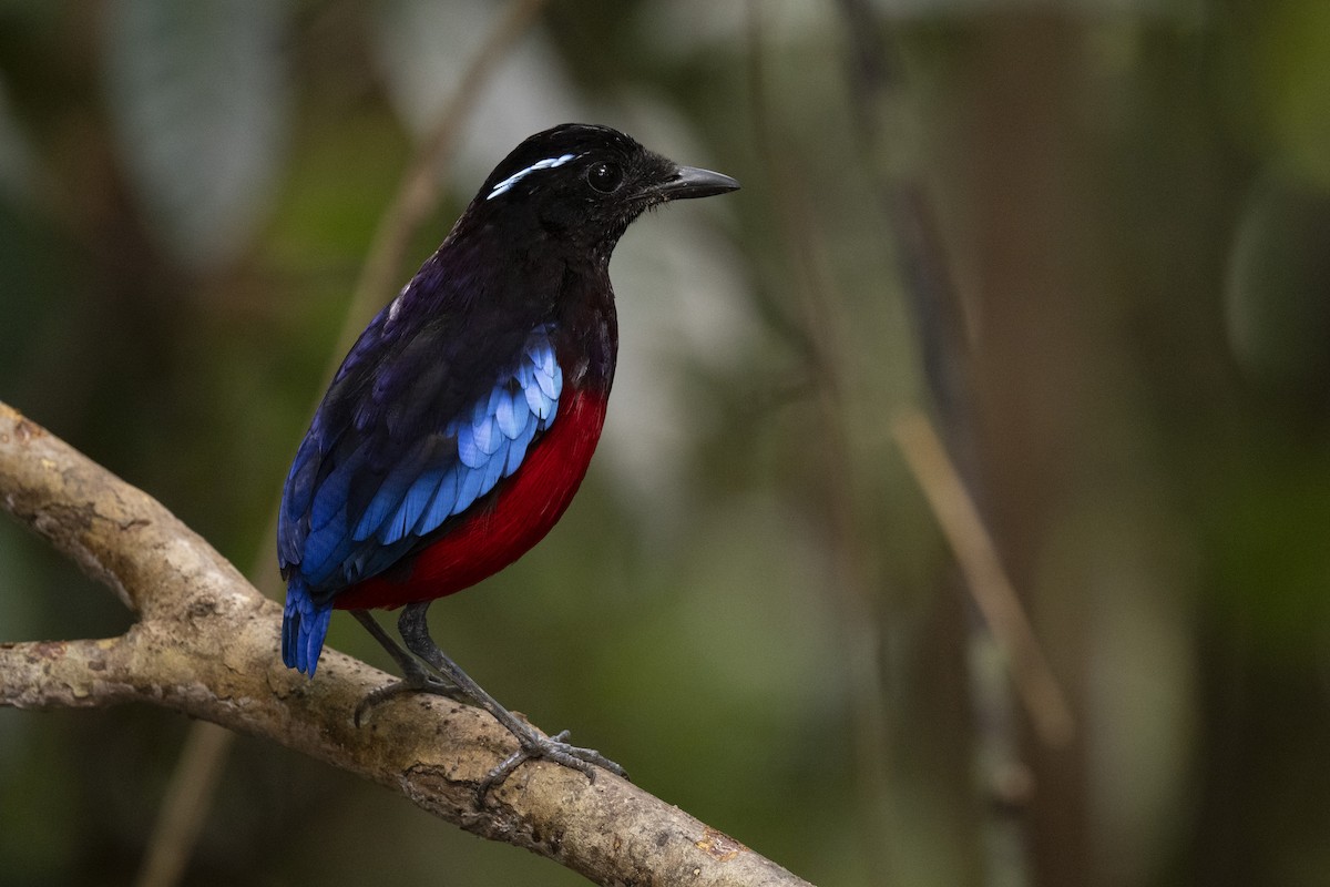 Black-crowned Pitta - Elson Chen