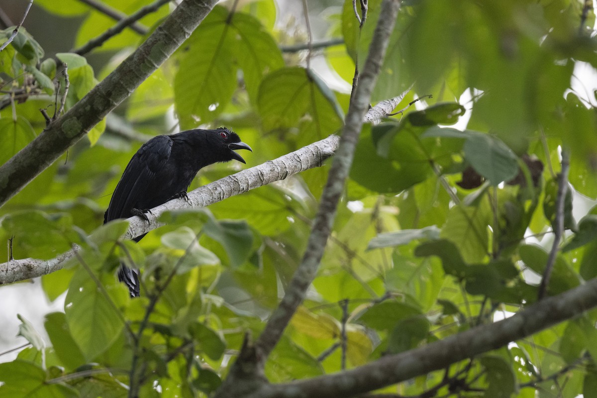 Black Magpie (Bornean) - ML591750111