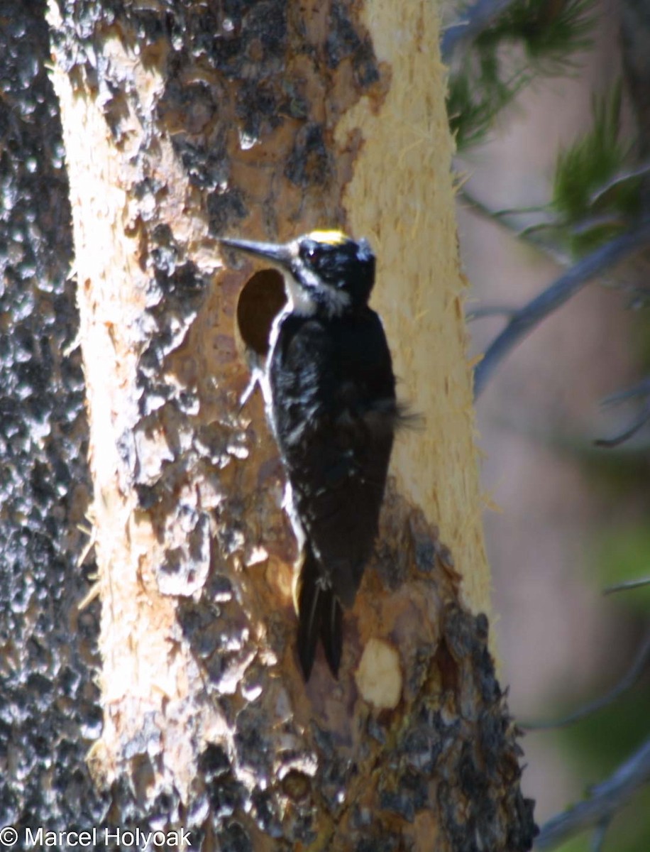 Black-backed Woodpecker - ML591757601