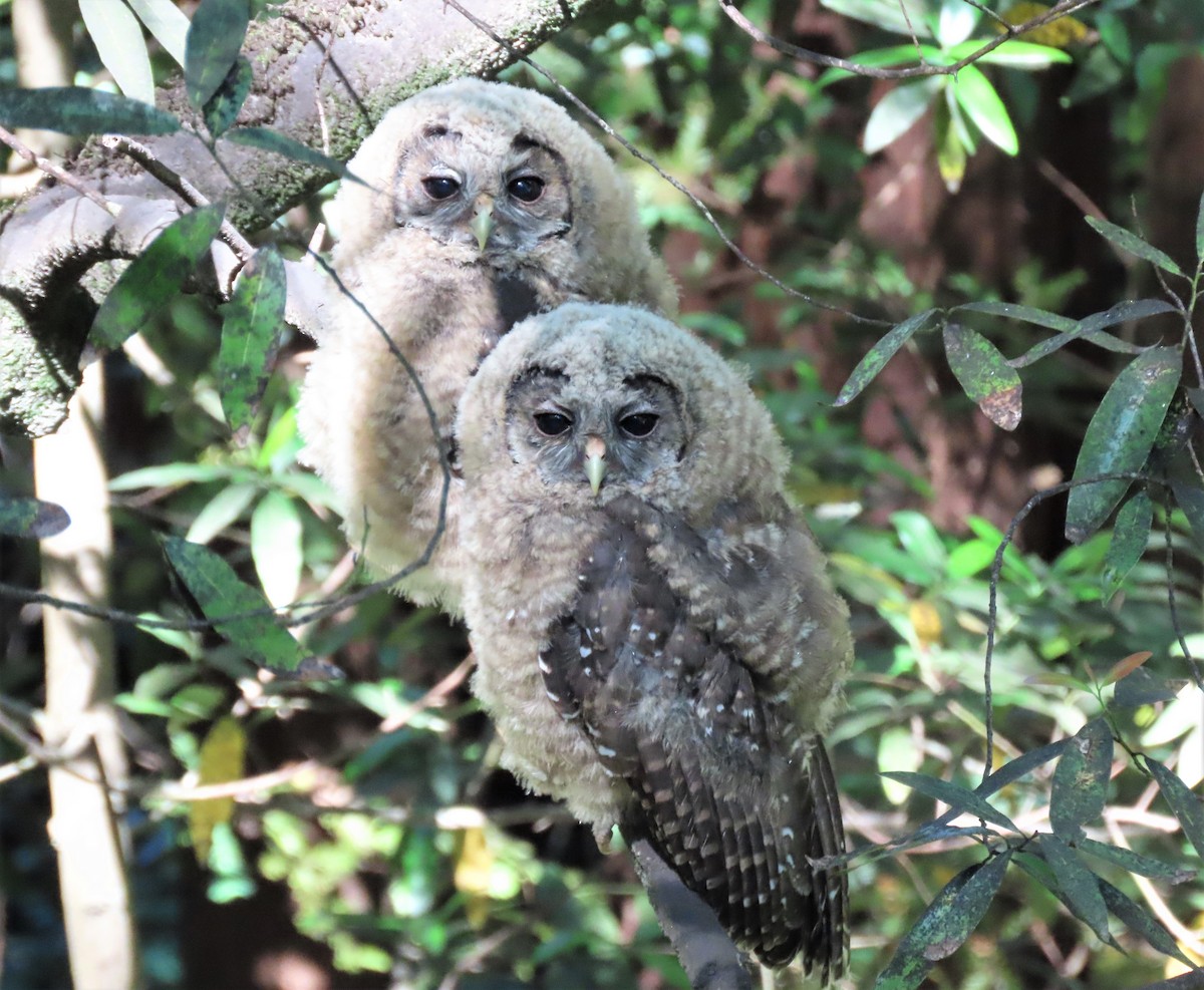 Spotted Owl - ML591760981