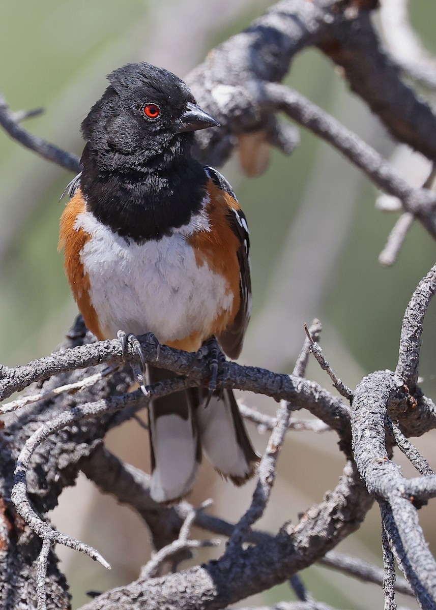 Spotted Towhee - ML591762681