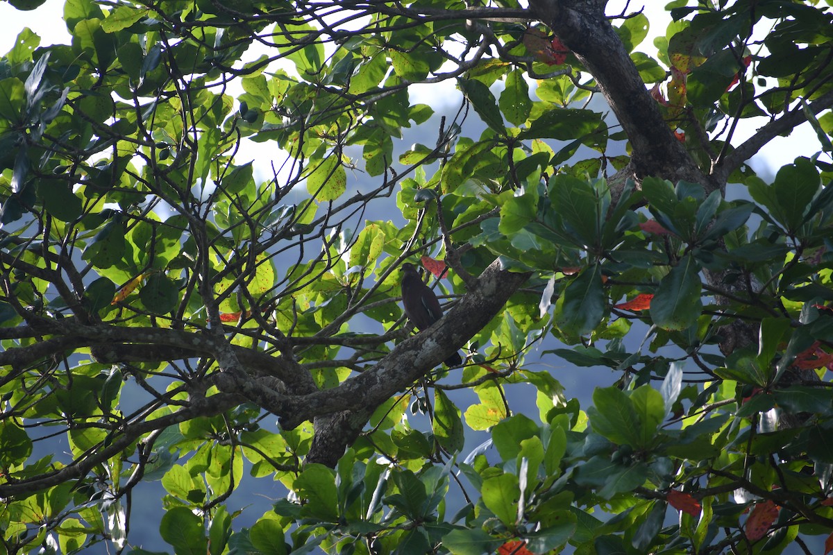 EBird Caribbean Checklist 27 May 2023 Puerto Rico 765 Caguas